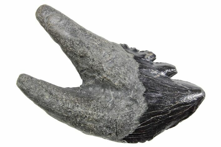 Rare, Fossil Basilosaurus Molar - South Carolina #360818